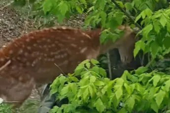 Duidelijk: met Bambi wil je in het dierenrijk geen ruzie