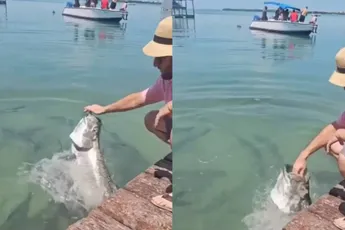 Oh, wat leuk: je kunt de grote vissen laten springen…