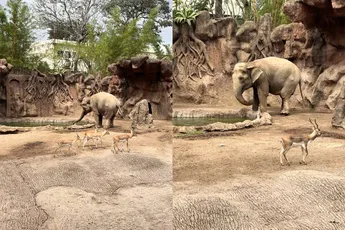 Unieke  beelden: Olifant schiet te hulp en redt gazelle van verdrinkingsdood