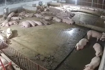 Varkens liggen lekker te chillen, maar ineens paniek door onweer