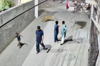 Ontsnapte leeuw valt moeder en kinderen aan in Pakistaanse stad Lahore