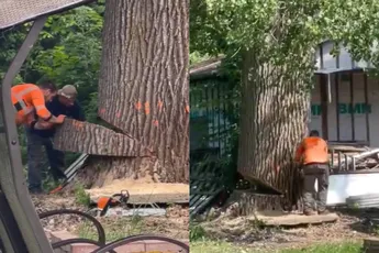 Een hele grote boom vlak naast een heel groot huis kappen…