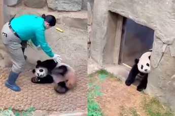 Niets nieuwswaardig, gewoon een panda die niet wil stoppen met buitenspelen