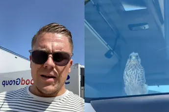 Chauffeur heeft visite van een baby valk in de cabine