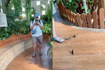 Hufter in vlindertuin kan z’n telefoon beter inleveren