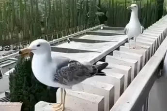 Kijk, meeuwen hebben dus ook echt wel humor