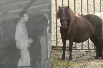 Man bekent pony acht keer te hebben genomen “om te testen of hij het nog kan”