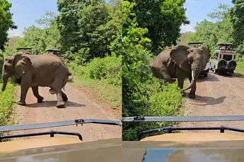 Nederlandse toeristen zien olifant bevallen in Tanzania