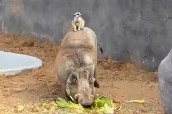 Nou ja, zeg! Pumbaa en Timon uit The Lion King bestaan echt