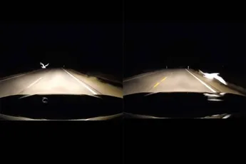 Je rijdt een duif aan, maar deze heeft wel je leven gered