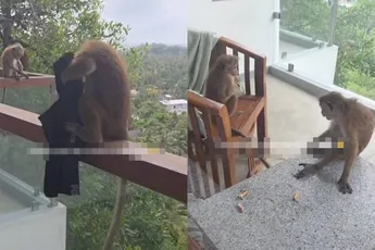 Leuk joh, zo’n vakantie tussen de apen in Sri Lanka