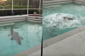 Ongewenste gast nodigt zichzelf uit in zwembad Florida