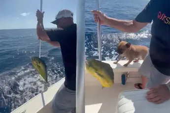 Rick ziet nieuwe huisdier van zijn baasje en kiest het ruime sop