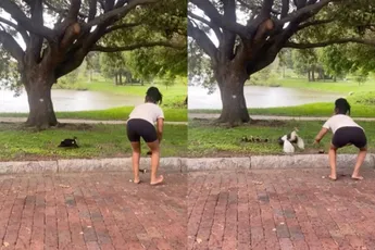 Dame probeert familie eend te helpen, krijgt stank voor dank