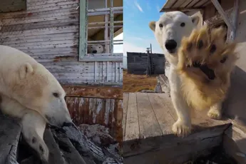 Spookdorp vol ijsberen: verlaten Sovjet-station omgetoverd gekraakt berenhotel