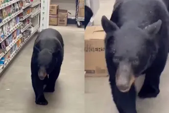 Zwarte beer uit Dollar General-winkel gejaagd, maar kwam terug en beet een omaatje