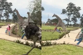 Kind krijgt trap van giraffe tijdens lunch tussen de wilde dieren
