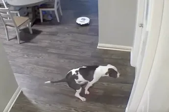 Neem een hond, maar neem dan vooral géén robotstofzuiger