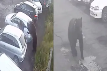 Russische beer heeft last van woedeaanvallen