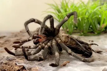 Braziliaanse zwarte tarantula gooit letterlijk haar oude jasje uit in time-lapse video