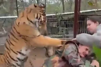 Tijger grijpt dierenarts in Mexicaanse dierentuin