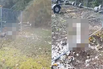 Boer in Engeland treft alleen het hoofd van een zwaan, wat is er gebeurd?