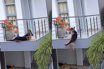 Hond heeft geluk dat baasje even kwam kijken op balkon, anders was het anders afgelopen