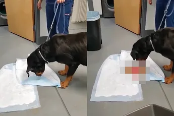 Honden vreten alles, zelfs je speeltjes uit de slaapkamer