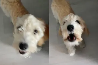 Hondje pist in huis in Rotterdam en krijgt dat te horen