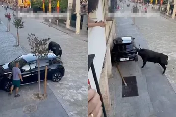 Stier in Spaanse encierro tilt auto op en beukt ’m total loss