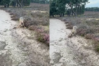 Wolf sluipt achter Kevin en hond: ‘Ineens keek ik recht in die gele ogen’