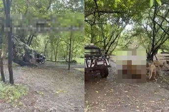 WTF! Dierenverzorger in Bangkok levend verscheurd door leeuwen voor ogen van toeristen