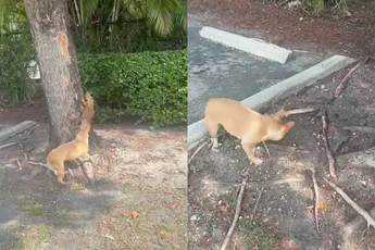 WTF-momentje: Hond trekt staart van hagedis eraf