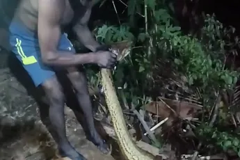 Man gewurgd door gigantische anaconda in jungle bij grens Peru–Ecuador