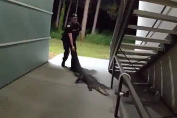 Gator in de gang: cops vinden zesvoeter chillend in appartementencomplex Orlando