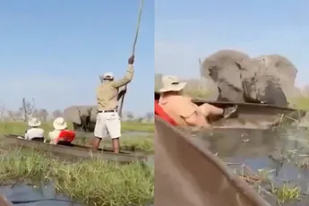 Moederolifant flipt toeristen uit kano en gaat in de aanval in Botswana