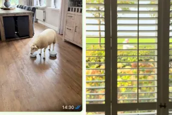 Nina neemt haar oma gruwelijk in de maling met AI-prank