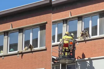 Duitse Herder klimt uit raam in Antwerpen