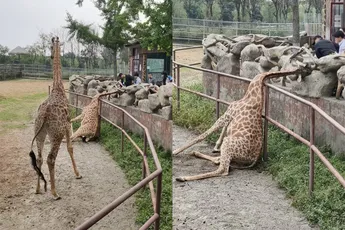 Giraffes blijken toch niet zulke slimme dieren