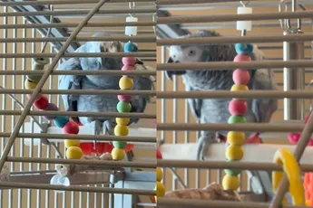 🎵 Muzikale papegaai Molly heeft uitgevonden hoe Alexa werkt