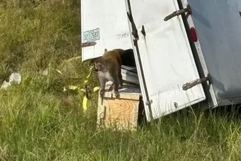 Truck met labapen crasht in Mississippi: apen met hepatitis, herpes en covid ontsnapt, één nog voortvluchtig