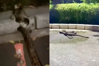 Man redt kat uit greep van python, zegt daarna sorry tegen de slang