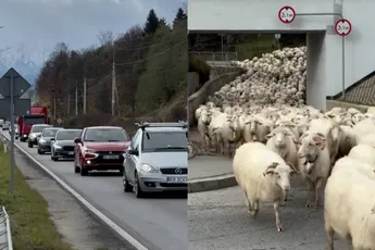 Eeuwenoude Poolse herderstraditie kan voor wat vertraging zorgen