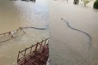 Gigantische slang zwemt door de ondergelopen straten van Thais Hat Yai