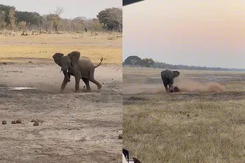 Honingdas vs. olifant: wie wint er?