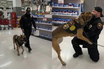 Stoere K9-hond ziet zijn eerste baasje terug… en verandert meteen in een knuffelpuppy