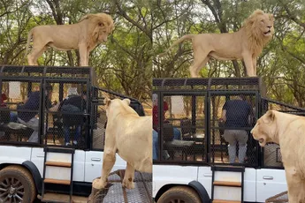 Nee, zo hadden ze zich de safari niet voorgesteld