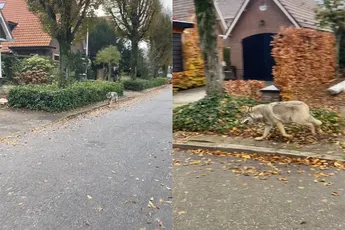 Oog in oog met een wolf in Ermelo
