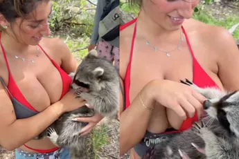 Jaloersmakende wasbeer vermaakt zich wel