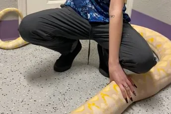 Gigantische Albino Burmese Python moest even een dikke vette scheet laten